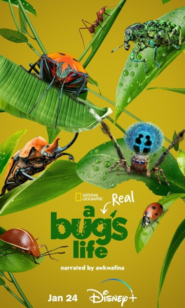 A Real Bug's Life (2024)